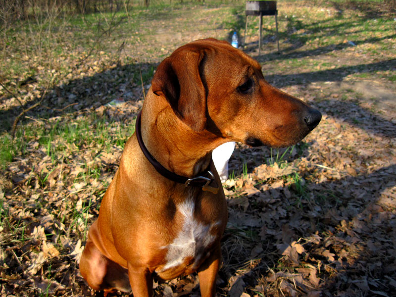 Зображення