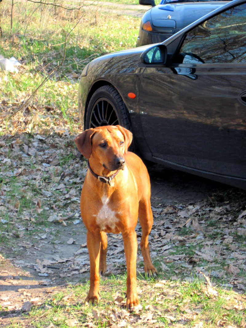 Зображення