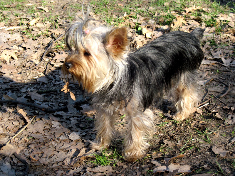 Зображення